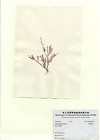 藏品(曲刺沙菜)的圖片